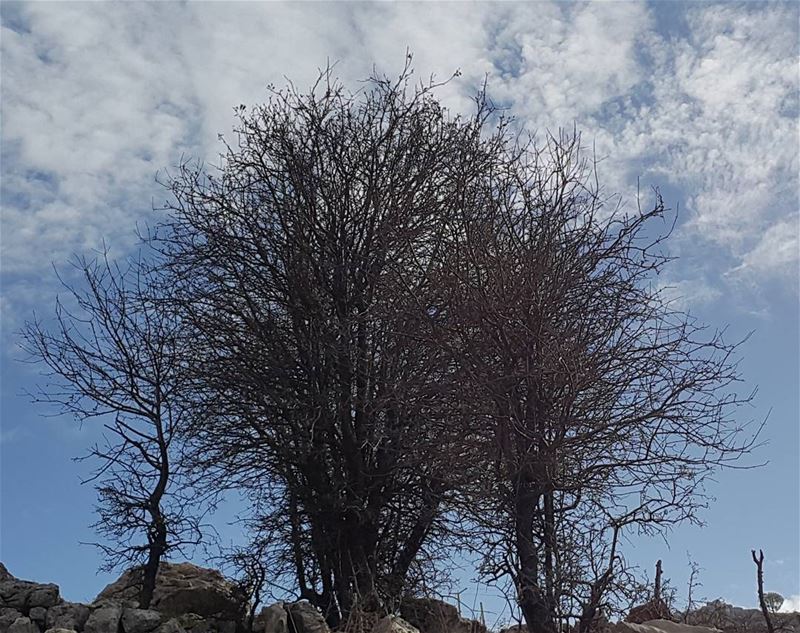 In seasons of loss they stand revealing who they really are 🌳 tree... (Baskinta, Lebanon)