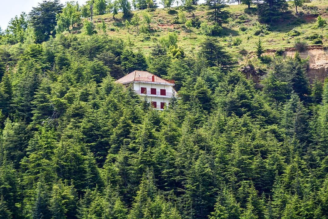 .In the middle of the forest. Way up to Bcharre North Lebanon🌳🌳🌳🌳🌳🌳 (North Lebanon)