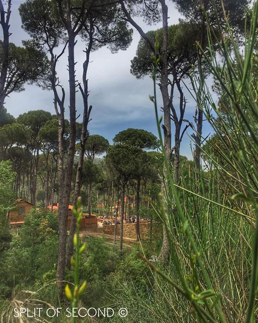 In the middle of the Pine forest at Bkassine ... lebanon  lebanon_hdr ... (La Maison de la Forêt)