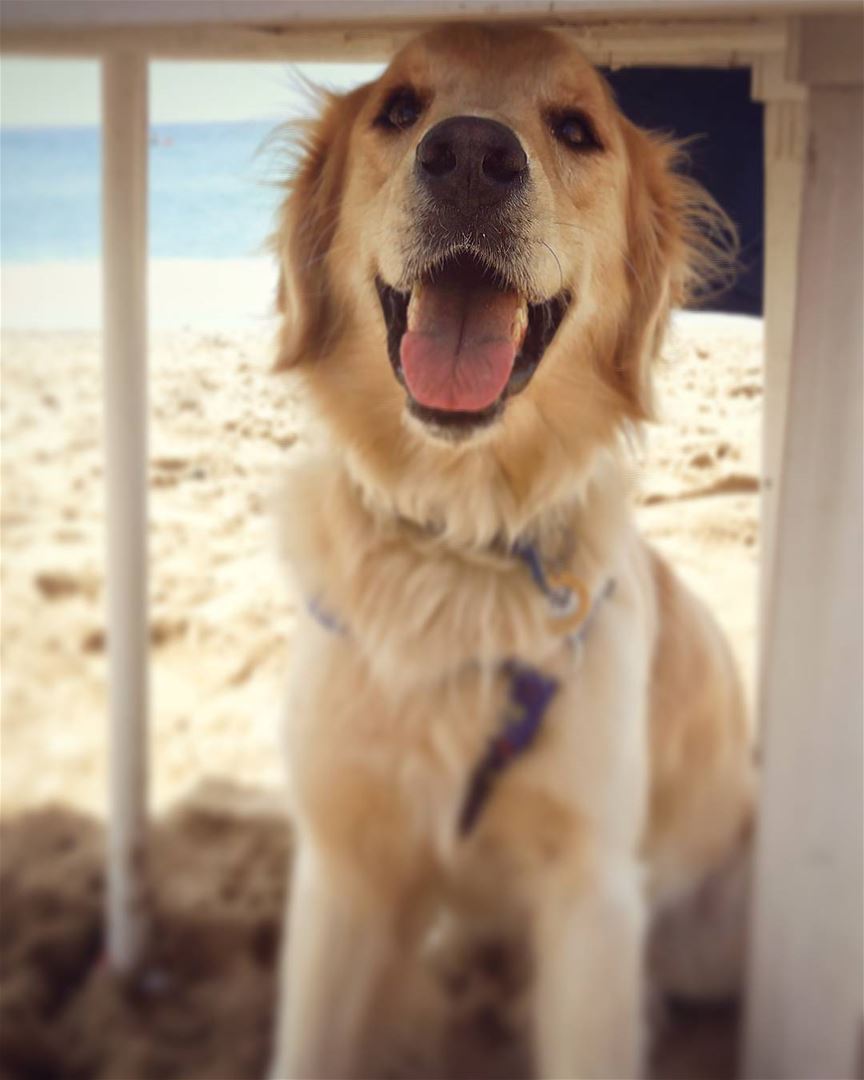 ☀ in the shade☀ Woody  ilovemydog  beach  shade  happyface  adorable ... (C-Lemon)