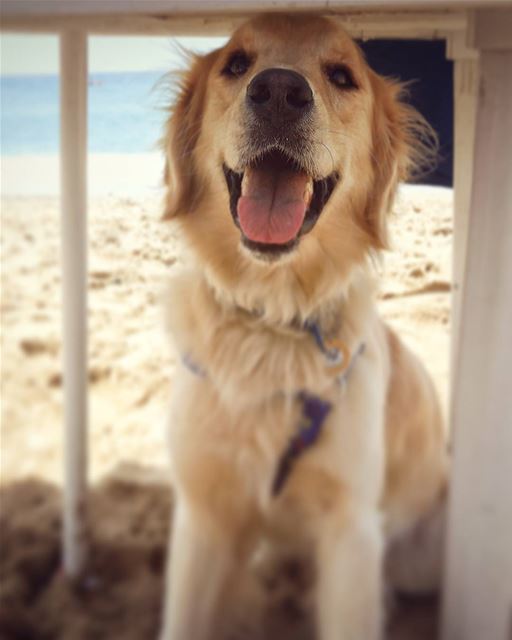 ☀ in the shade☀ Woody  ilovemydog  beach  shade  happyface  adorable ... (C-Lemon)