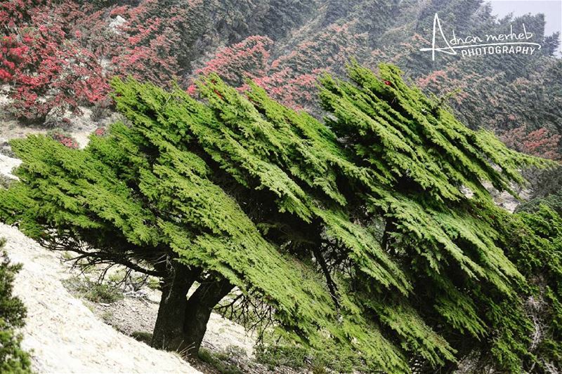  independceday  Lebanon  flag  nature  socialenvy  PleaseForgiveMe  sky ... (القموعة)