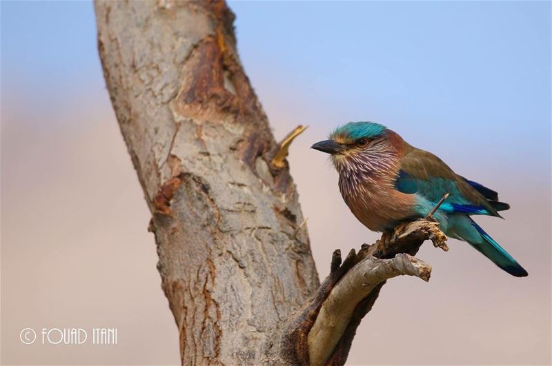 Indian roller  angrybirds  birdsofinstagram  creation  livelovelebanon❤  طي