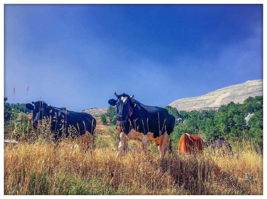 Indulge in  nature  nature_perfection  mountain  mountainlovers  cows ...