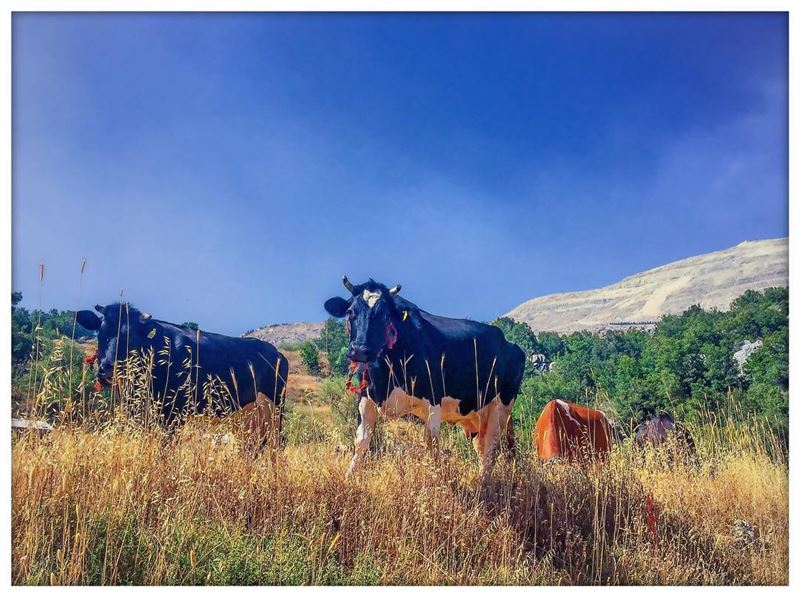 Indulge in  nature  nature_perfection  mountain  mountainlovers  cows ...