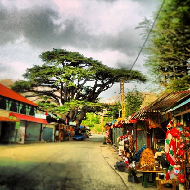 Injustice  cedaroflebanon  cedartree  cedarsofthelord  thecedars  lebanon ...