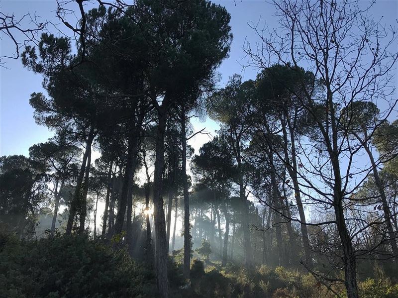 Inspirational ‼️.................. lebanon  nature ... (Pine Tree Forest)