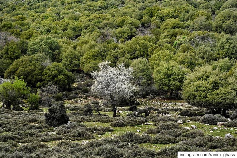 🅂🅃🄰🄽🄳 🄾🅄🅃 !......... insta_lebanon  bestofleb ... (Lebanon)