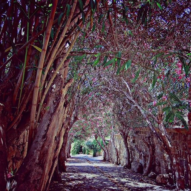  insta_lebanon  ig_lebanon  proudlylebanese  Jackharbphotography ... (Byblos - Jbeil)