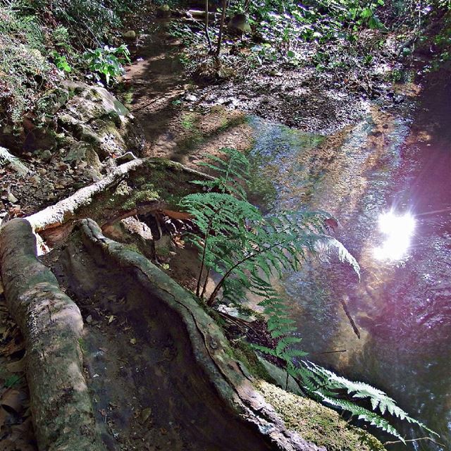  insta_lebanon  ig_lebanon  proudlylebanese  Jackharbphotography ... (Tannourine El Tahta)