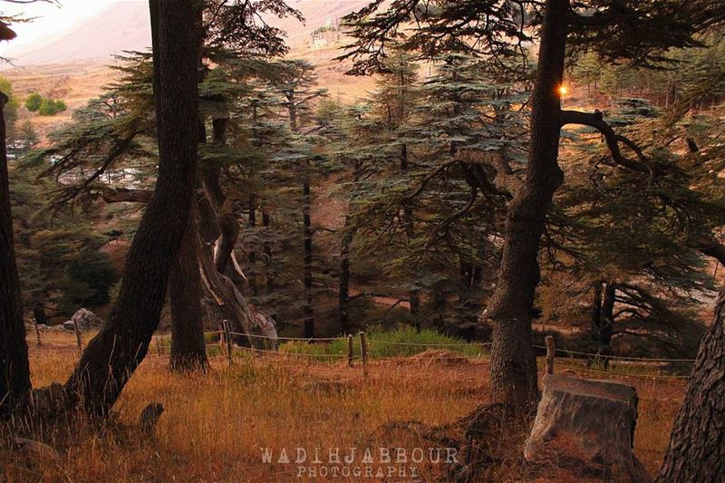 🔹🔹🔹🔹🔹 insta_lebanon  igpowerclub  Super_Lebanon  ig_lebanon ... (Cedars of God)