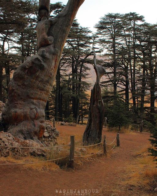 🔹🔹🔹🔹🔹 insta_lebanon  igpowerclub  Super_Lebanon  ig_lebanon ... (The Cedars of Lebanon)