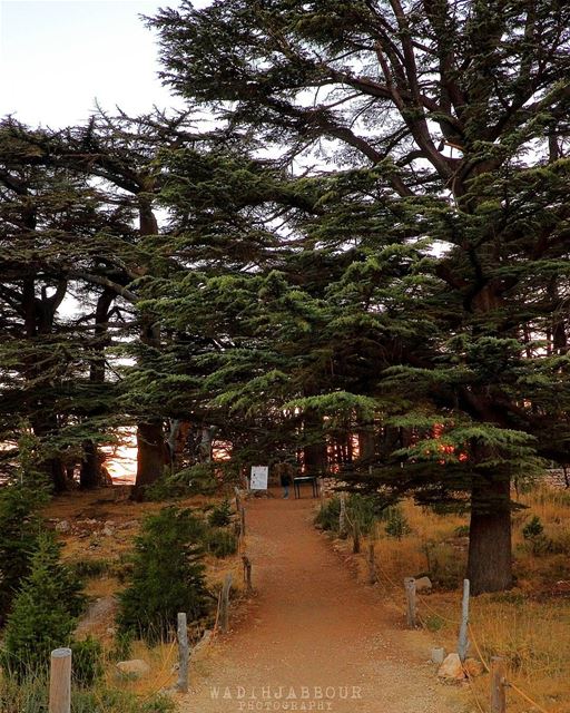 🔹🔹🔹🔹🔹 insta_lebanon  igpowerclub  Super_Lebanon  ig_lebanon ... (The Cedars of Lebanon)