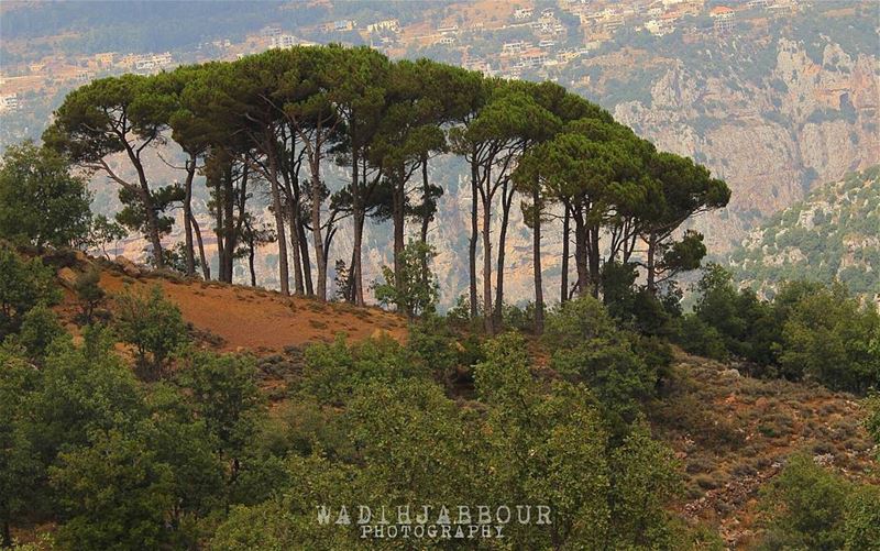 🔹🔹🔹🔹🔹 insta_lebanon  igpowerclub  Super_Lebanon  ig_lebanon ...