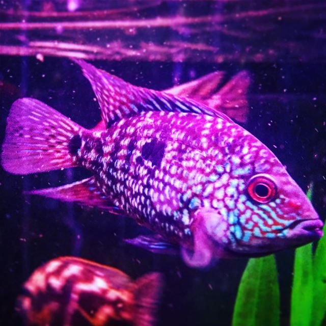 instame instamood animal world fish aquarium water blue purple lebanon...