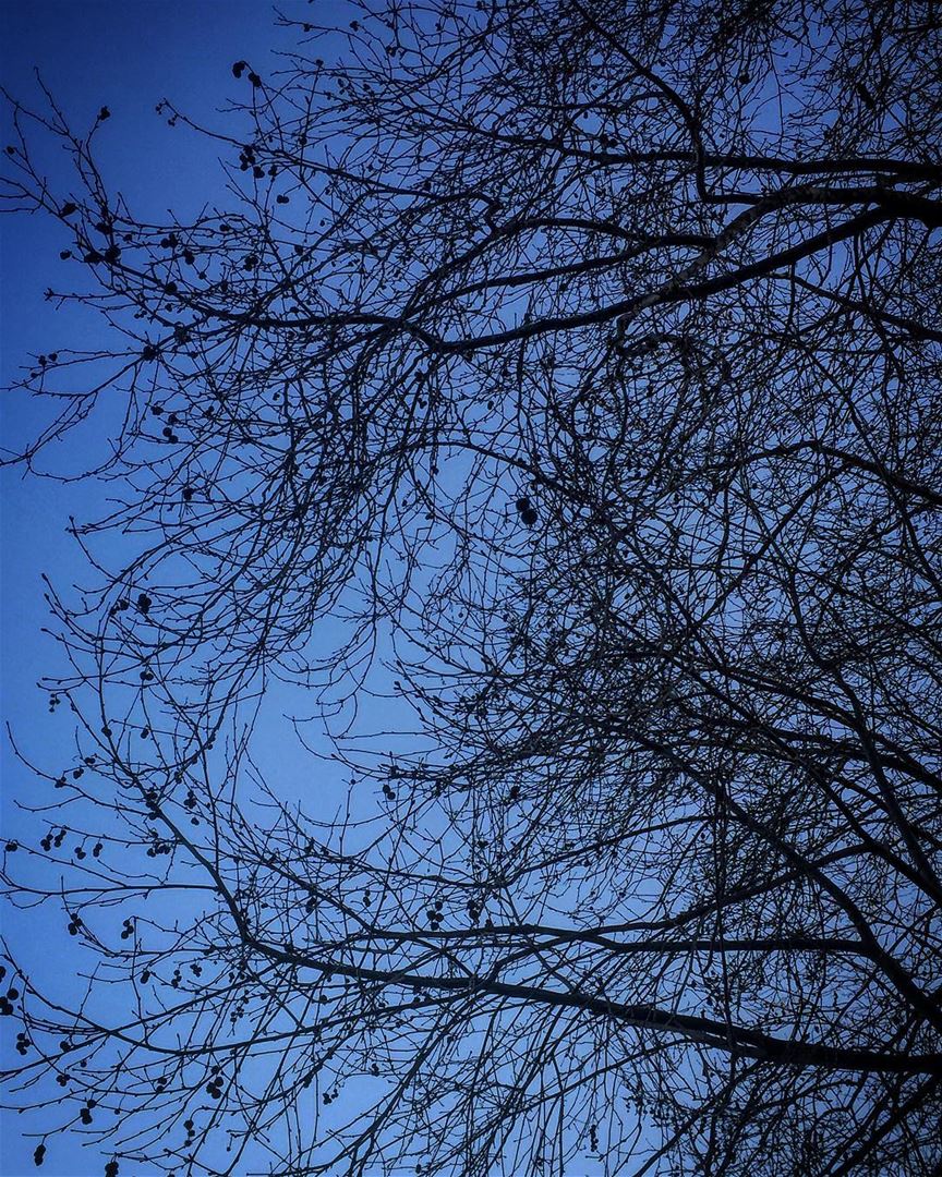  instame instamood instahub freedom space sky blue tree branches tomorrow...