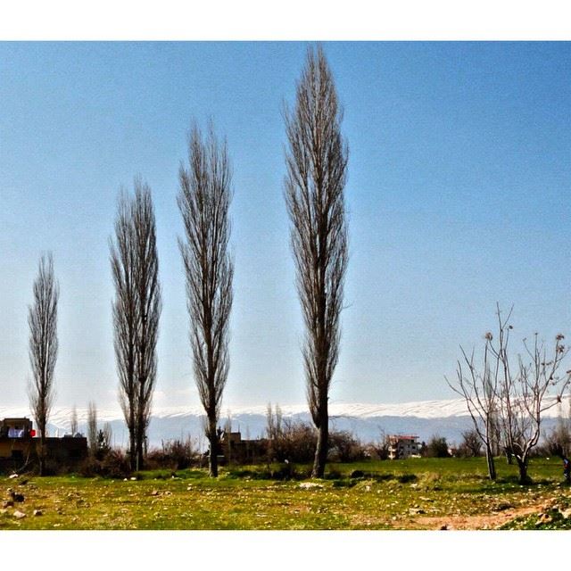 InstaSize  bekaa  lebanon  baalbeck  nature  trees  wearelebanon ...