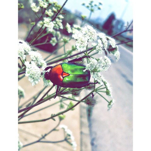  InstaSize  bug  lebanon  insect  beirut ...