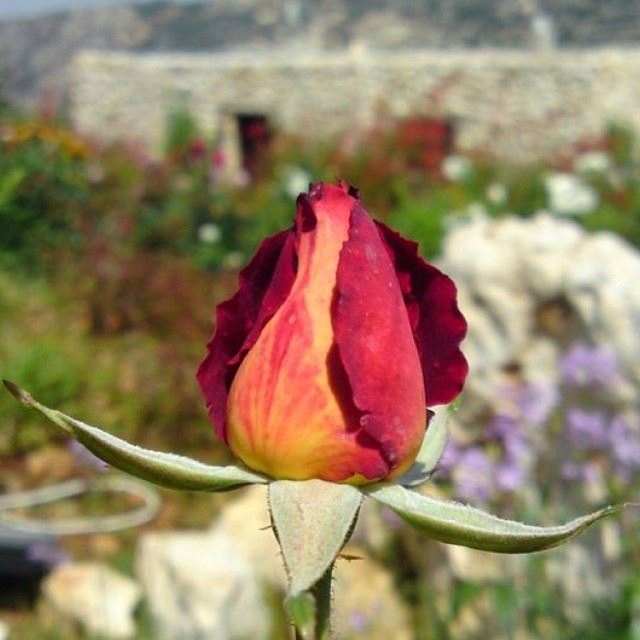  InstaSize  lebanon  love  beauty  rose  flowers  red  house  traditional ...