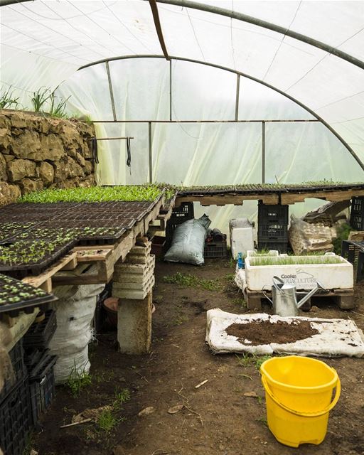 Interior of the salad nursery. Working with seedlings is really gratifying, (Lebanon)