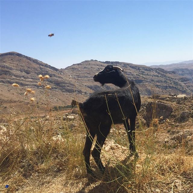 Interspecies encounters - a bee and a goat.  livelovelebanon ... (Akoura, Mont-Liban, Lebanon)