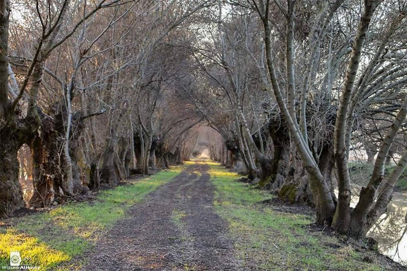  inthemiddleofnowhere asfarastheeyecansee trees treeroad nature... (`Ammiq, Béqaa, Lebanon)