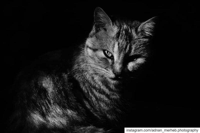 Into the darkness 🖤 cat  cats  socialsteeze  catsagram  catstagram ... (El Bireh , Akkar)