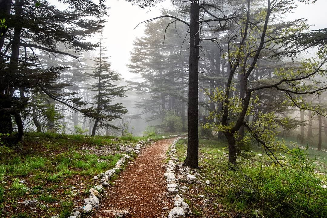 Into the forest, feel the fresh breeze | Tannourine, Lebanon on a foggy... (Arz Tannoûrîne)