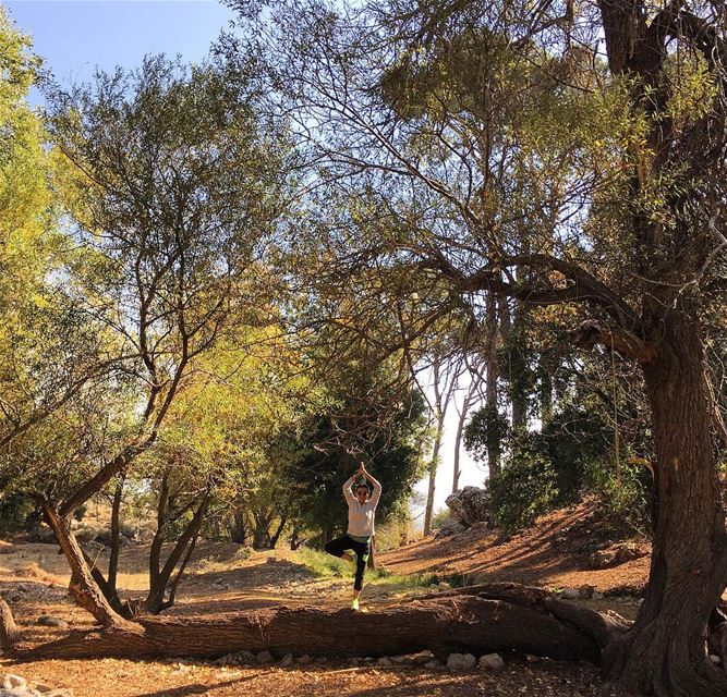 Into the Forest ..🐞  intothewoods  hiking  guide  hike  forest  balance ... (`Ammiq, Béqaa, Lebanon)