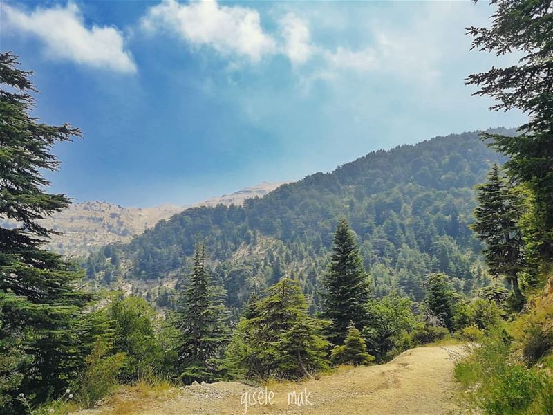 Into the forest we go, to loose our mind and find our soul. hike ... (Lebanon)