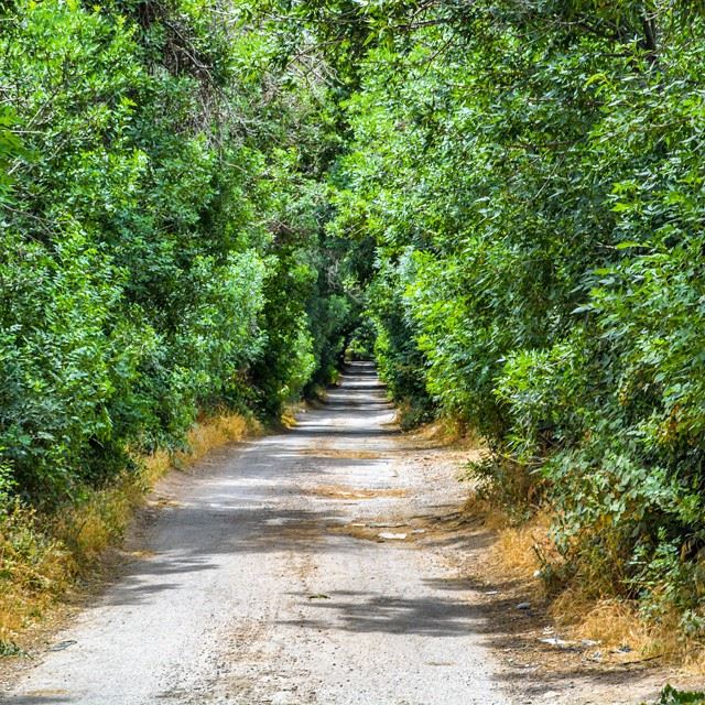 Into the green forest. __________________________________________L O C A...