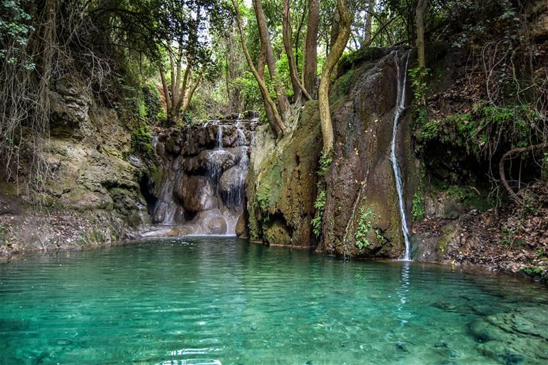 Into the Jungle 🌿| Today, after about 2 hours of hiking into the valley... (Lebanon)