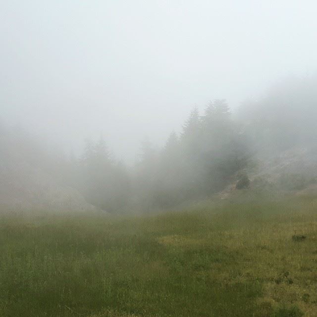 Into the  mist  hiking  lebanon  2015  cedars  forest ...