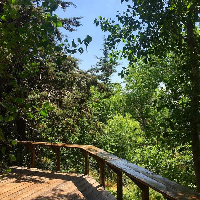 Into the  wild @livelovelaklouk 🌲🌲  photography  photooftheday ...