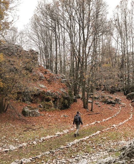 Into The Wild 🚶‍♂️🍃🍁 (Jabal Moussa Biosphere Reserve)