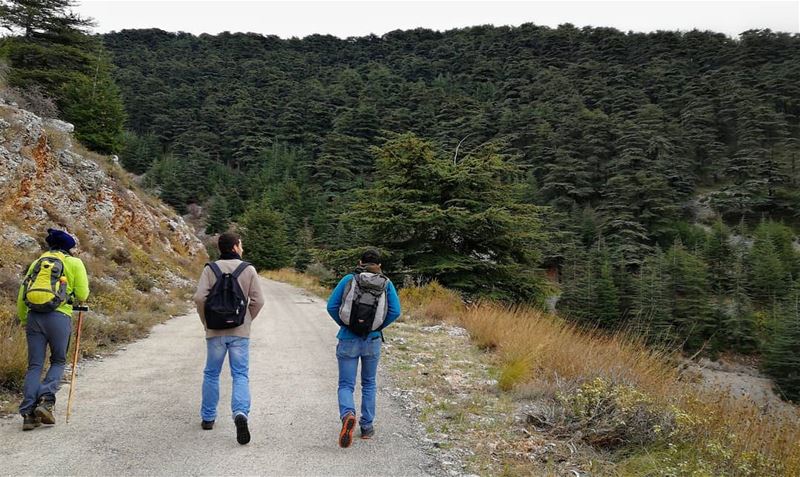 Into the woods 🌲🌲________________________________________ chouf ... (Al Shouf Cedar Nature Reserve)