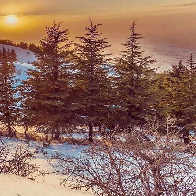 Into the woods🍃 By @chadi.fares l  lebanon  nationalart ...