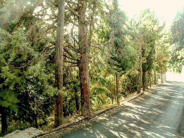 Into the woods🌾🌿  fromtheeyesofalebanese  picturethis  woods  roads ...