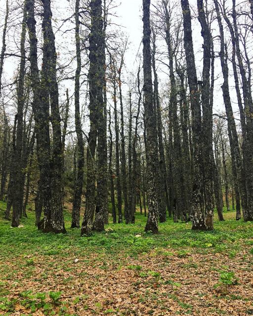 Into the woods 🍂🍃 lebanon  akkar  forest  woods  northlebanon  nature ... (Akkar)