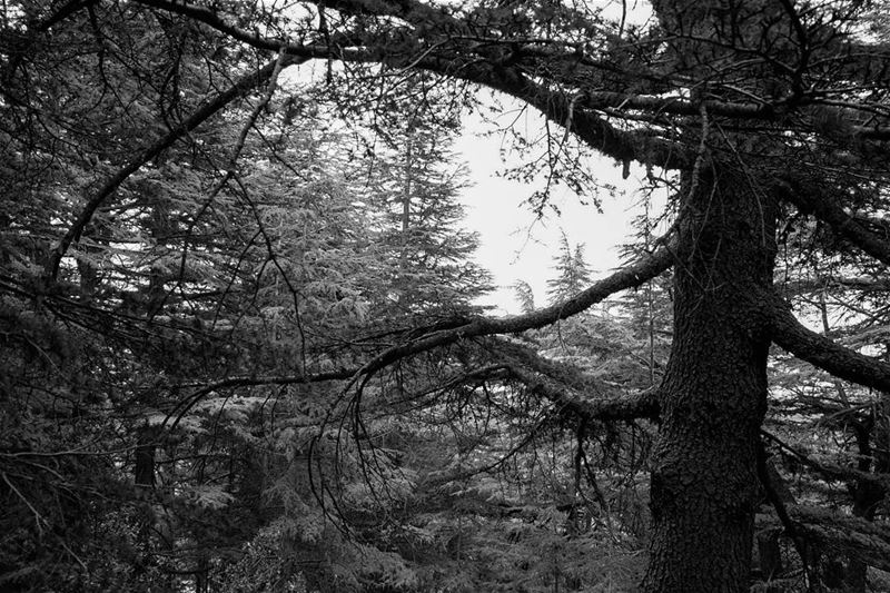 //Into the woods// lebanon livelovelebanon barouk livelovebarouk woods... (Bâroûk, Mont-Liban, Lebanon)