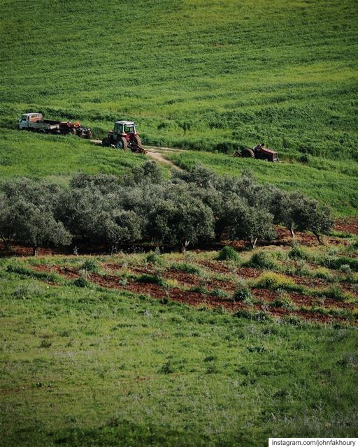 Invading the green 🌱 (Marjayoûn, Al Janub, Lebanon)