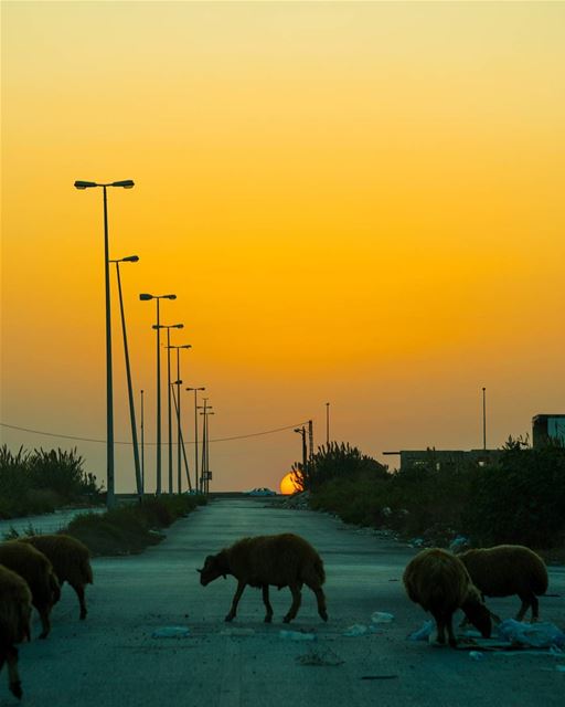 Irregularities 🐑☀️  rookietographer ...... lebanon natgeoyourshot... (Tripoli, Lebanon)