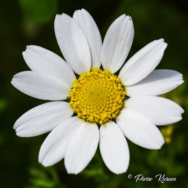 Is it  spring yet ? daisy  flowers  flower bloom  blooming  instalike ...