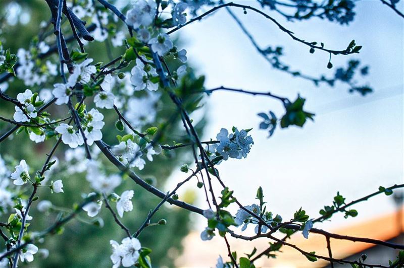 Is there anything more beautiful than blooming trees ! Throwback to spring... (Hasroun)