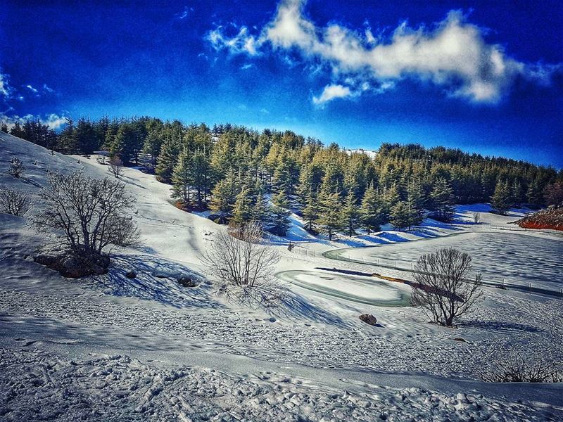 Isn't it a perfect  landscape? 👌 trees  natureloversgallery ... (محمية ارز الباروك)