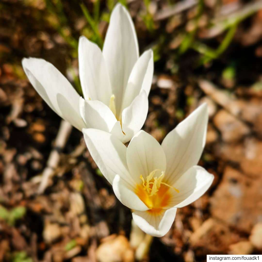 It blossomed this morning  in my garden,Hopefully it's a sign for a new ... (Mount Lebanon Governorate)