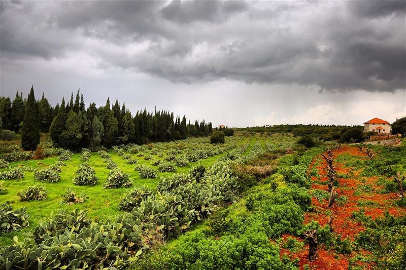  🇱🇧 It has always been like Almost, but not quite yet! I wonder if... (Hamâte, Liban-Nord, Lebanon)