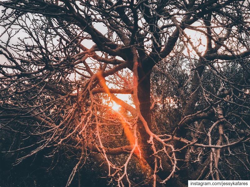 It is ever so beautiful to be strange. To do things differently than... (El-Kour, Liban-Nord, Lebanon)