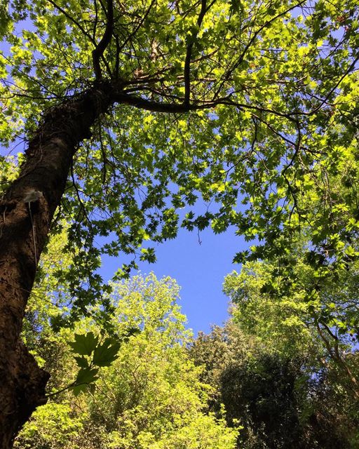 It is in the still silence of nature where one will find true bliss 🍃🌿🌱... (Chouf)