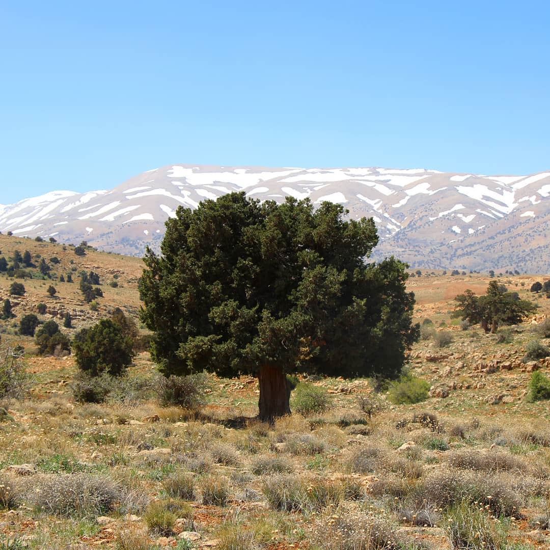 It is in the strongest conditions that a Lazzab (Juniper) tree lives for...